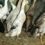 продам породную домашнюю птицу - утку индийский бегунок,  кур кохинхин