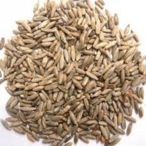 Реализуем фуражное зерно (тритикале)