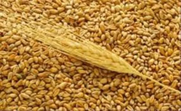 Продаем пшеницу продовольственную,  ячмень фуражный и тритикале феражн